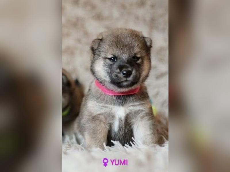Wunderschöne Shiba-Inu-Welpen mit rotem Fell