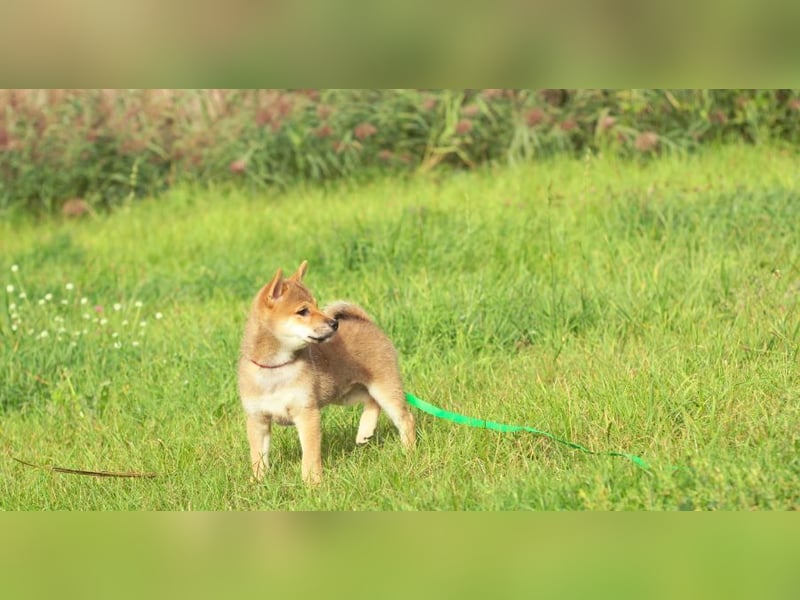YUKI/Shiba Inu/ Rüde
