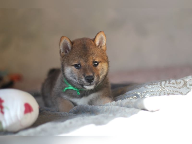 YUKI/Shiba Inu/ Rüde