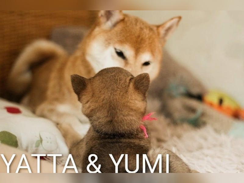 YUMI hübsche Hündin der Rasse SHIBA INU