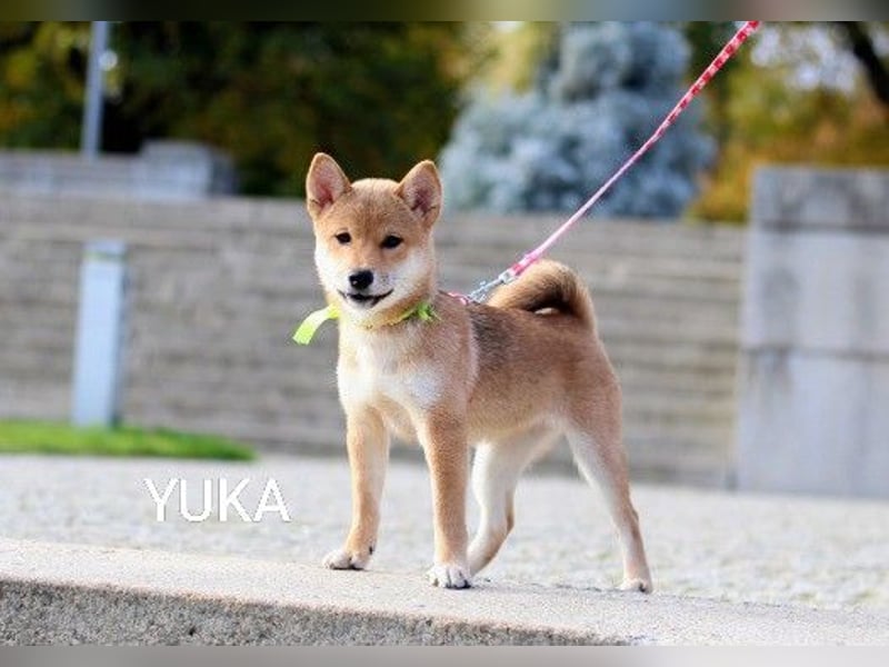 YUKA vom Typ „Kitsune-gao“