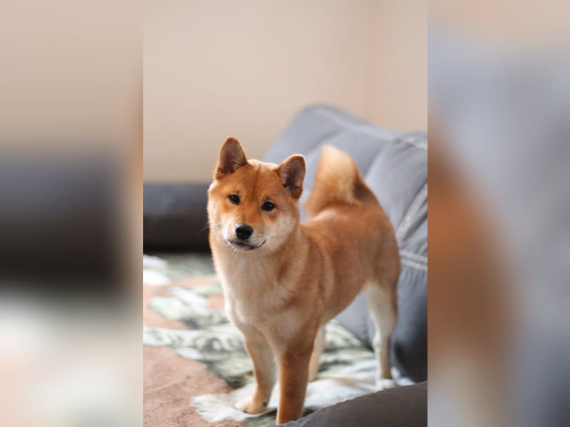 AMANE hübsche Hündin der Rasse SHIBA INU mit rotem Fell mit FCI dokumenten