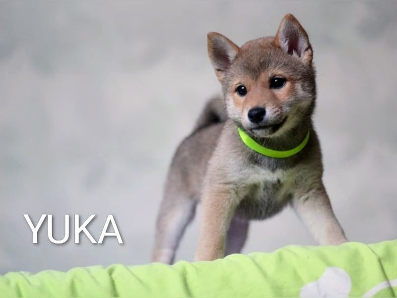 Wunderschöne Shiba-Inu-Welpen mit rotem Fell