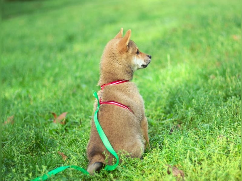 YUKI/Shiba Inu/ Rüde