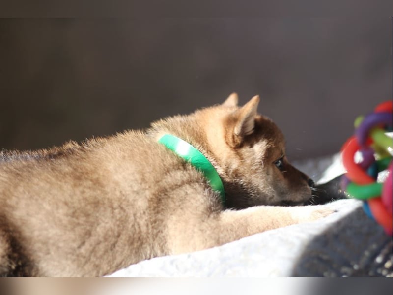 YUKI/Shiba Inu/ Rüde