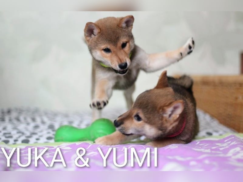 Wunderschöne Shiba-Inu-Welpen mit rotem Fell