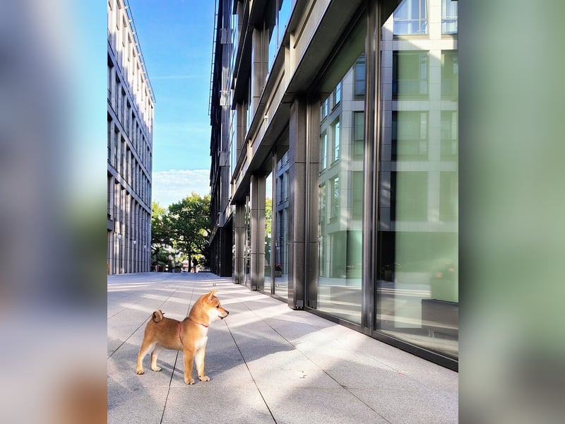 YUKI/Shiba Inu/ Rüde
