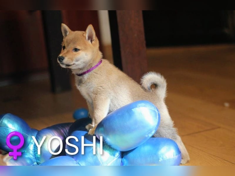 Wunderschöne Shiba-Inu-Welpen mit rotem Fell