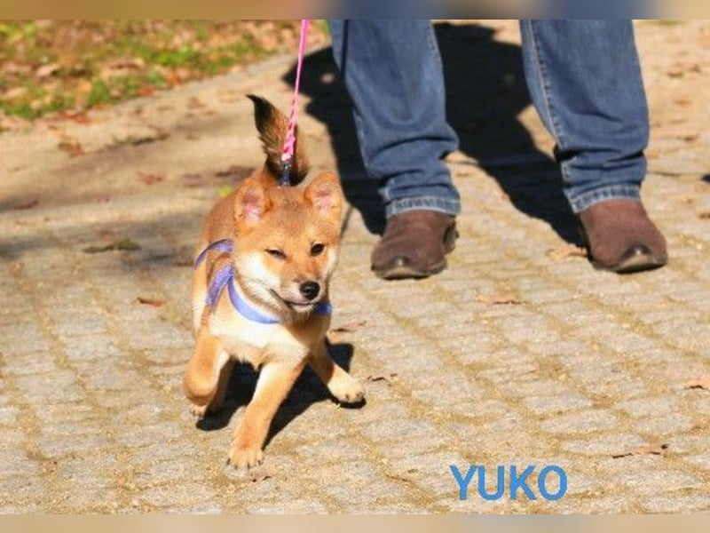 Wunderschöne Shiba-Inu-Welpen mit rotem Fell