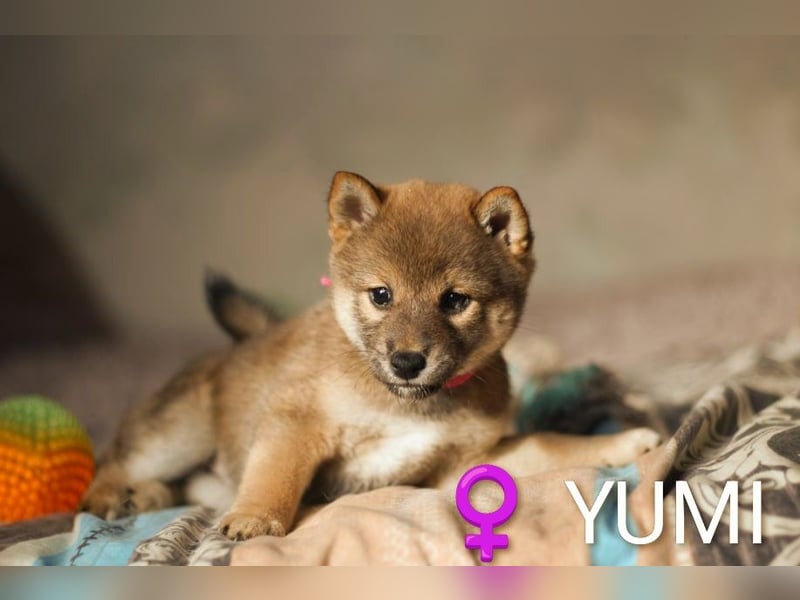 YUMI hübsche Hündin der Rasse SHIBA INU