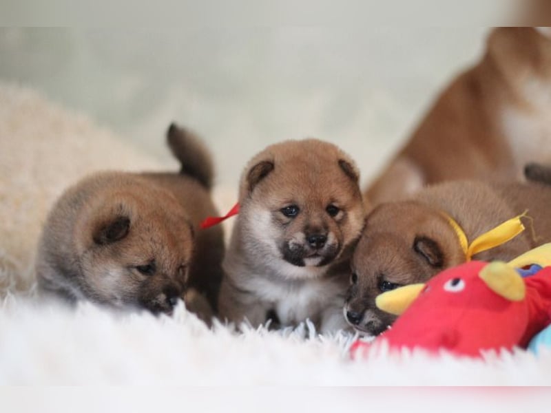 AYA, AMI, AMANE SHIBA INU WELPEN mit FCI dokumenten