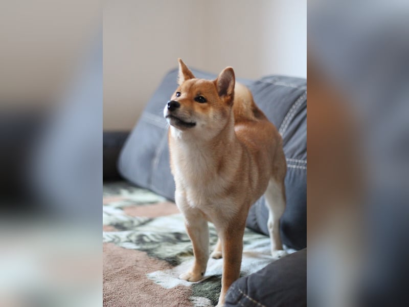 AMANE hübsche Hündin der Rasse SHIBA INU mit rotem Fell mit FCI dokumenten