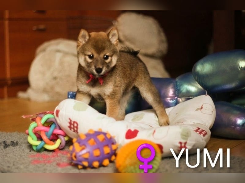 YUMI hübsche Hündin der Rasse SHIBA INU