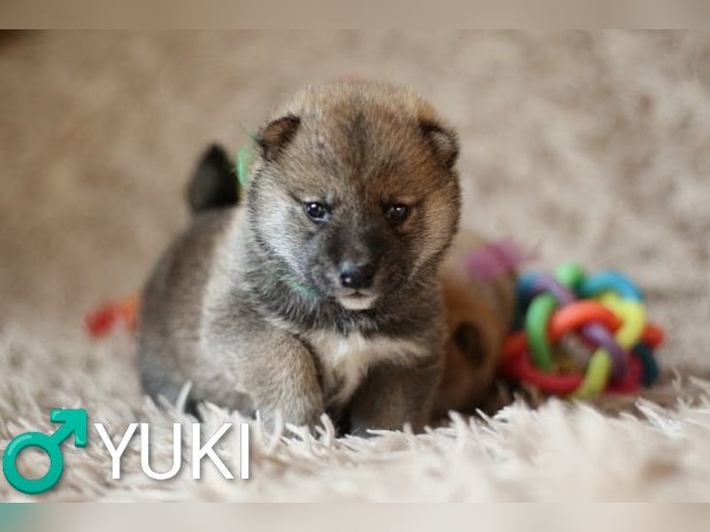 Wunderschöne Shiba-Inu-Welpen mit rotem Fell