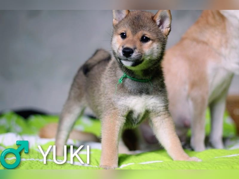 Wunderschöne Shiba-Inu-Welpen mit rotem Fell