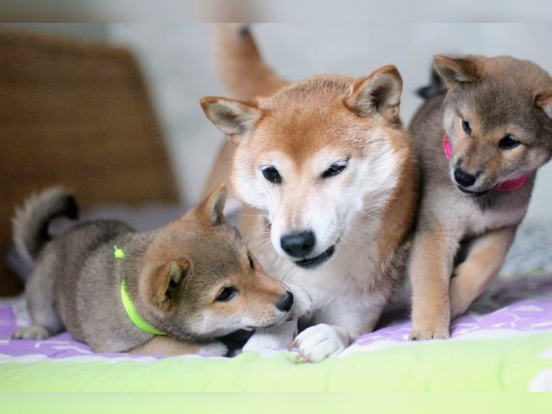 Wunderschöne Shiba-Inu-Welpen mit rotem Fell