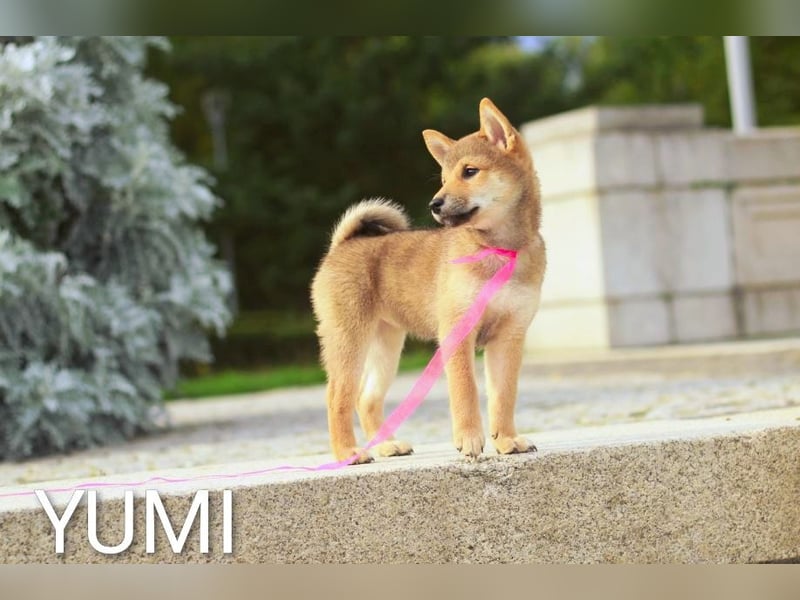 YUMI hübsche Hündin der Rasse SHIBA INU