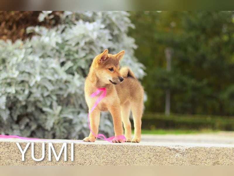 Wunderschöne Shiba-Inu-Welpen mit rotem Fell