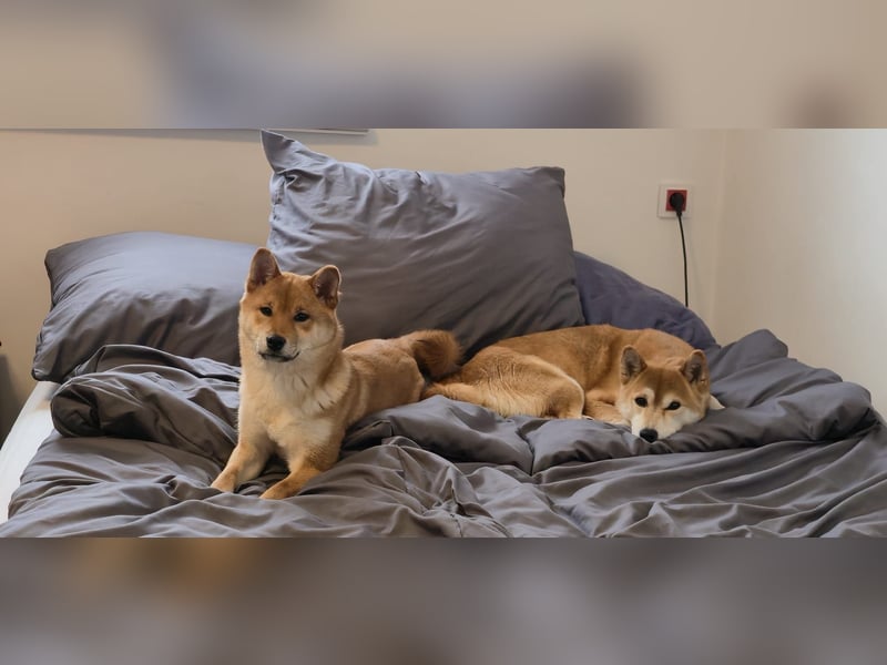 AMANE hübsche Hündin der Rasse SHIBA INU mit rotem Fell mit FCI dokumenten