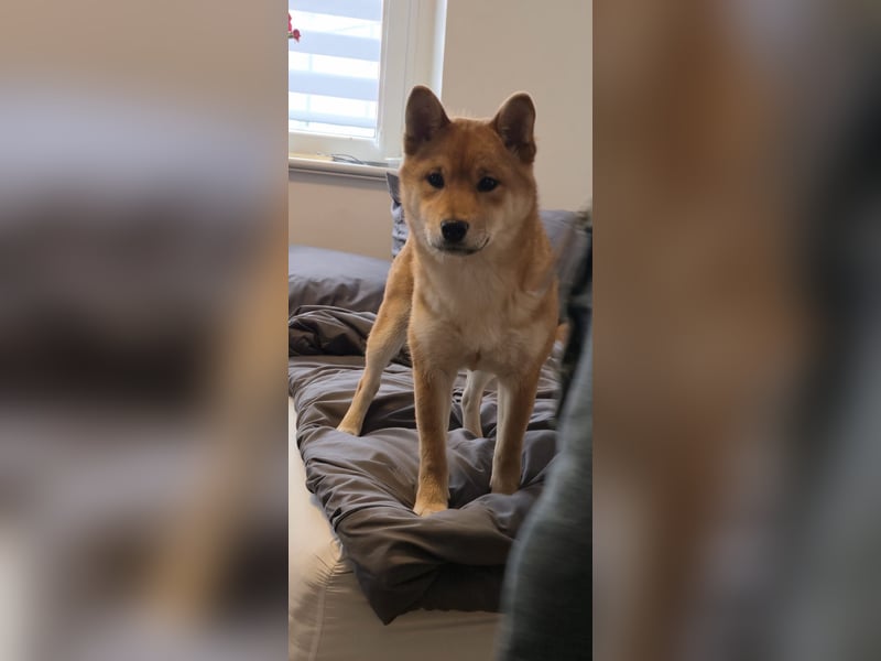 AMANE hübsche Hündin der Rasse SHIBA INU mit rotem Fell mit FCI dokumenten