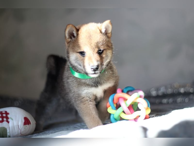 YUKI/Shiba Inu/ Rüde