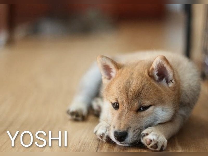 Wunderschöne Shiba-Inu-Welpen mit rotem Fell
