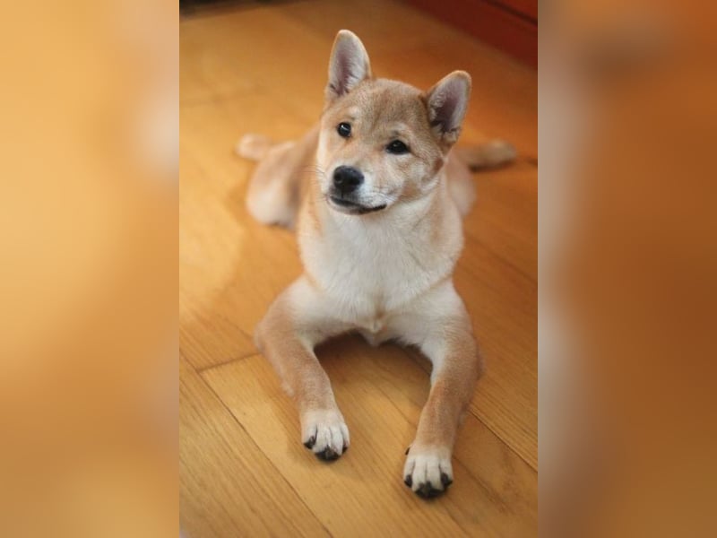 MEI Schöne rote Shiba inu Welpe   mit FCI dokumenten