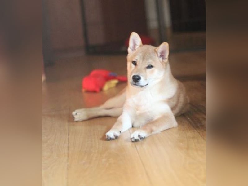 MEI Schöne rote Shiba inu Welpe   mit FCI dokumenten