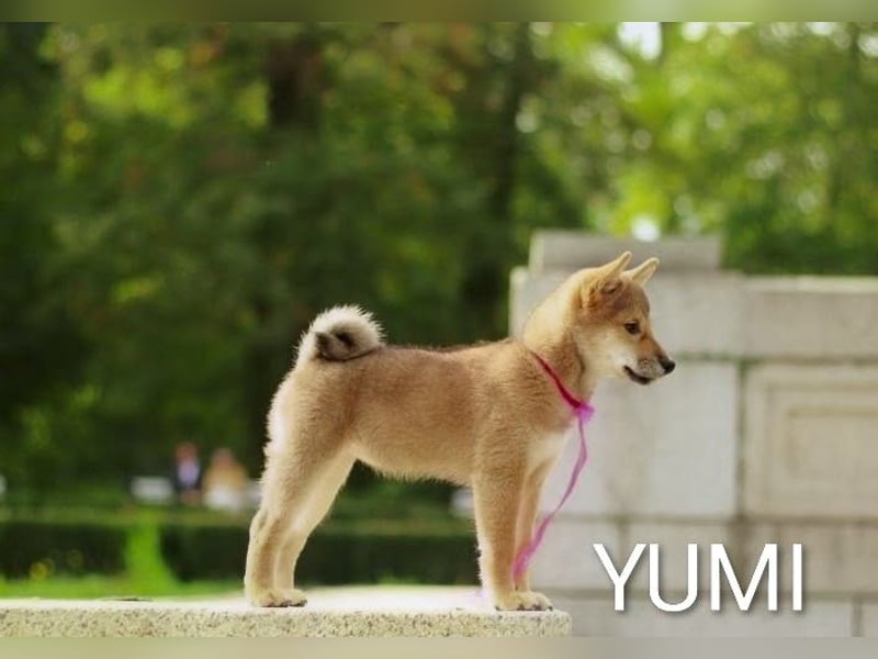YUMI hübsche Hündin der Rasse SHIBA INU