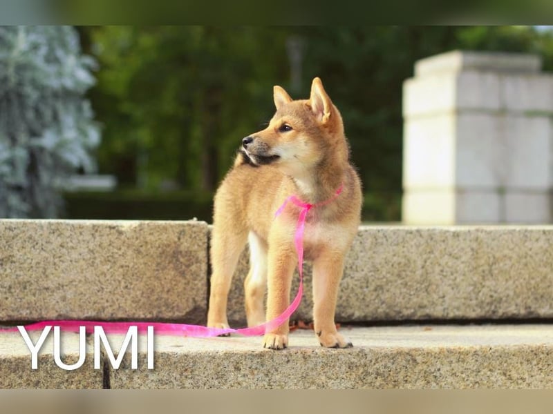 YUMI hübsche Hündin der Rasse SHIBA INU