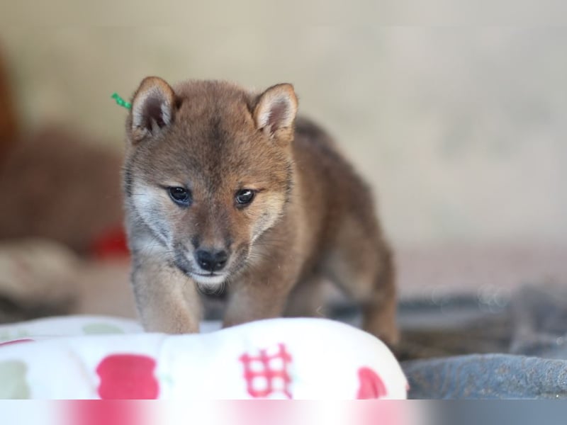 YUKI/Shiba Inu/ Rüde