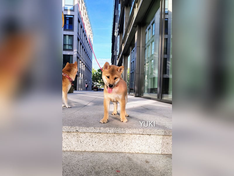 YUKI/Shiba Inu/ Rüde