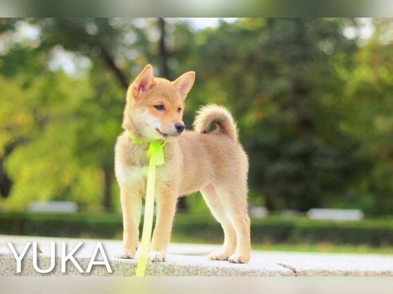 Wunderschöne Shiba-Inu-Welpen mit rotem Fell