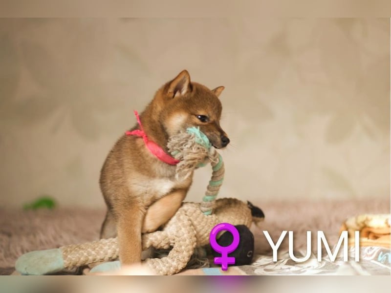 YUMI hübsche Hündin der Rasse SHIBA INU