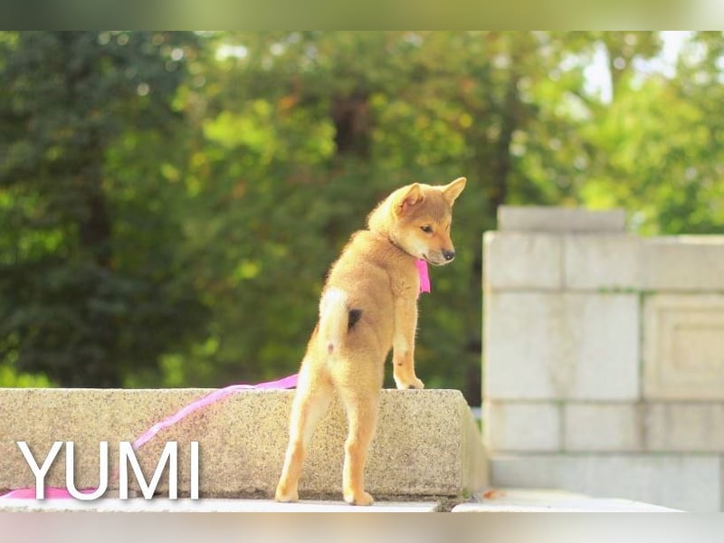 Wunderschöne Shiba-Inu-Welpen mit rotem Fell
