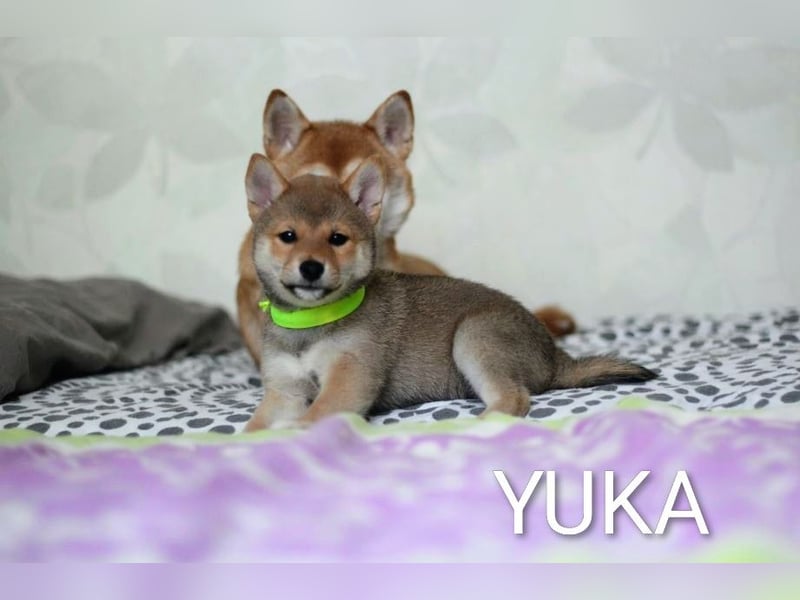 Wunderschöne Shiba-Inu-Welpen mit rotem Fell