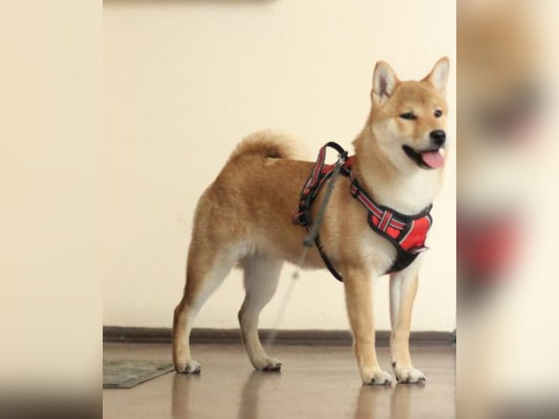 MEI Schöne rote Shiba inu Welpe   mit FCI dokumenten
