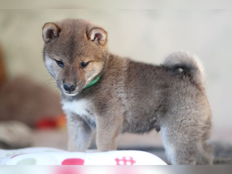 YUKI/Shiba Inu/ Rüde
