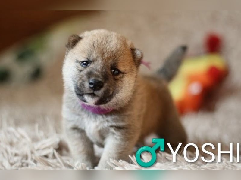 Wunderschöne Shiba-Inu-Welpen mit rotem Fell