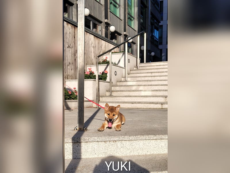 YUKI/Shiba Inu/ Rüde
