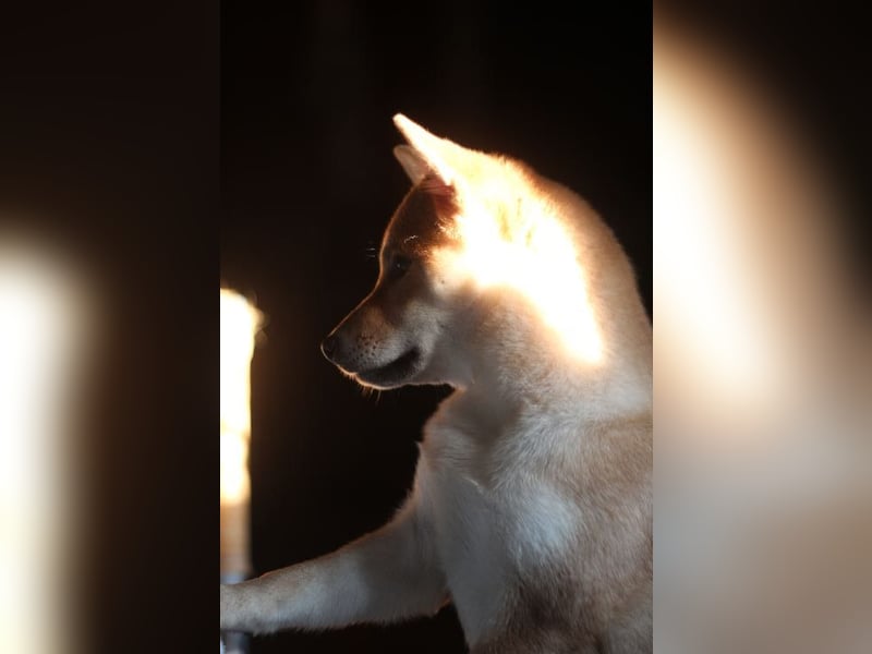 MEI Schöne rote Shiba inu Welpe   mit FCI dokumenten