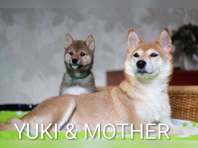 Wunderschöne Shiba-Inu-Welpen mit rotem Fell