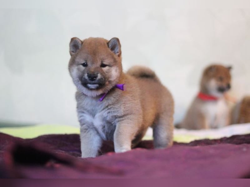 AYA, AMI, AMANE SHIBA INU WELPEN mit FCI dokumenten