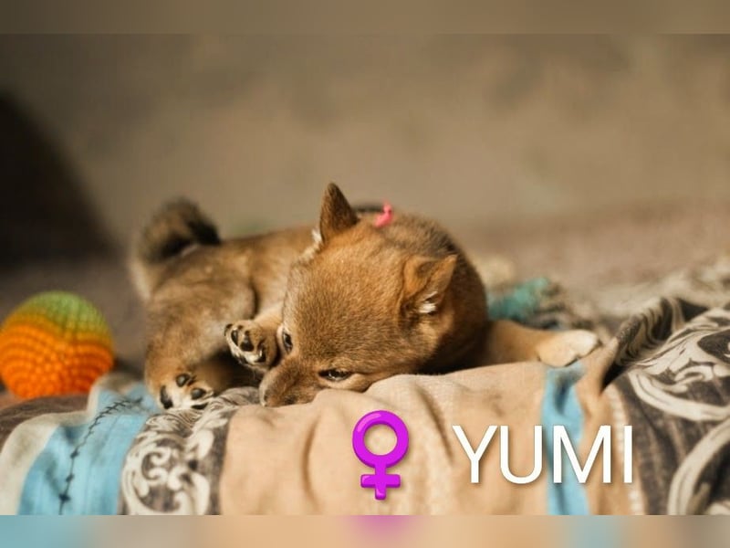 YUMI hübsche Hündin der Rasse SHIBA INU