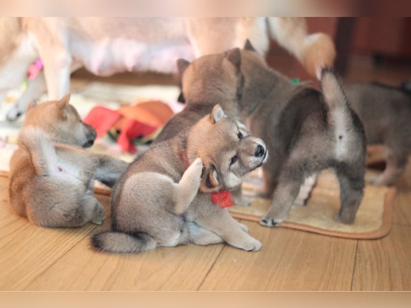 Wunderschöne Shiba-Inu-Welpen mit rotem Fell