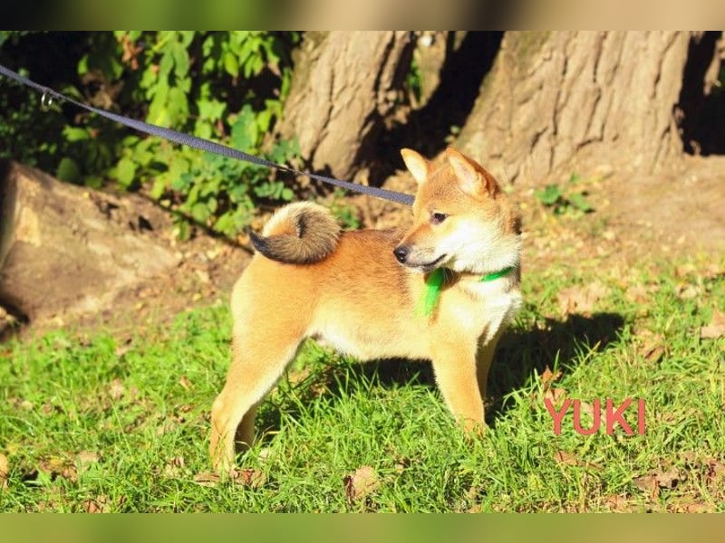 Wunderschöne Shiba-Inu-Welpen mit rotem Fell