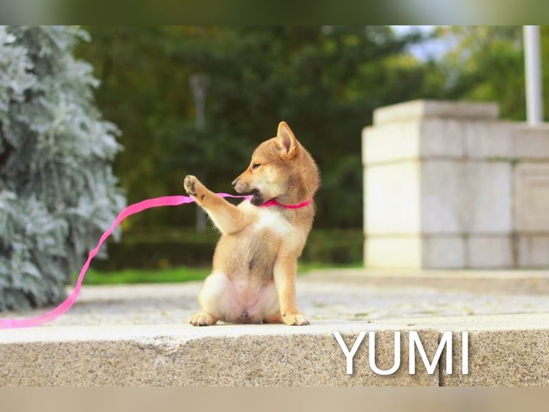 Wunderschöne Shiba-Inu-Welpen mit rotem Fell