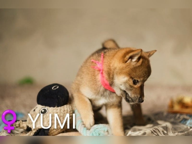 YUMI hübsche Hündin der Rasse SHIBA INU