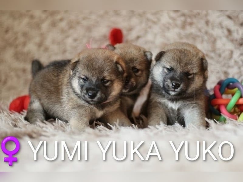 Wunderschöne Shiba-Inu-Welpen mit rotem Fell