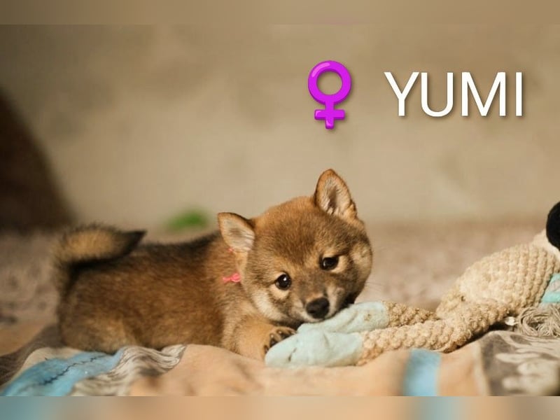 YUMI hübsche Hündin der Rasse SHIBA INU